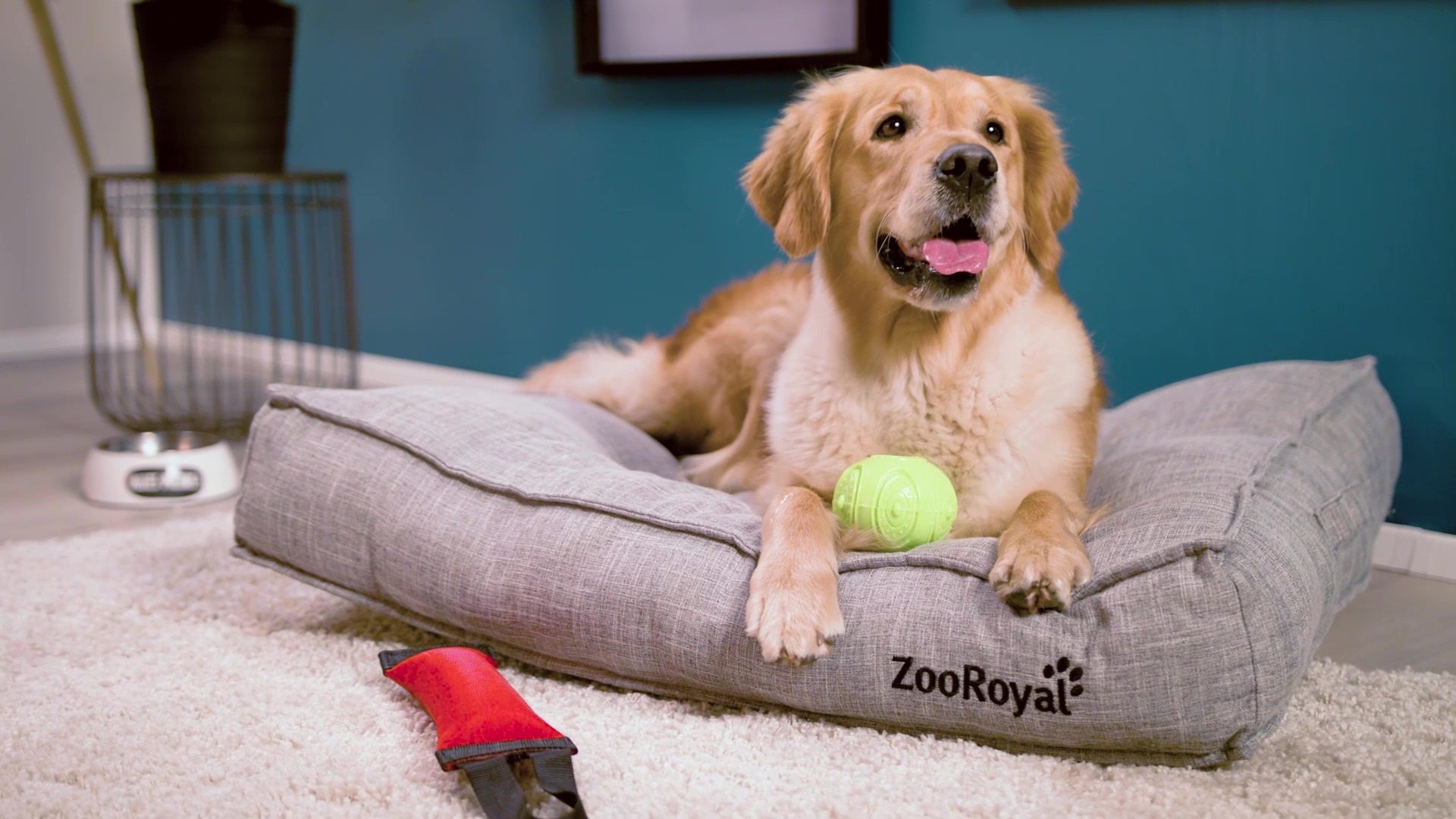 20190809_ZooRoyal_S2_Hunde_Channeltrailer_Moment 3